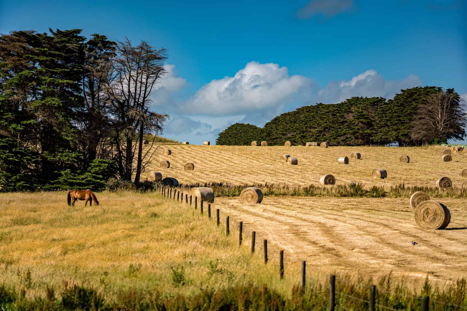 Backpackers often work on farms in Australia (photo: Wai Siew)