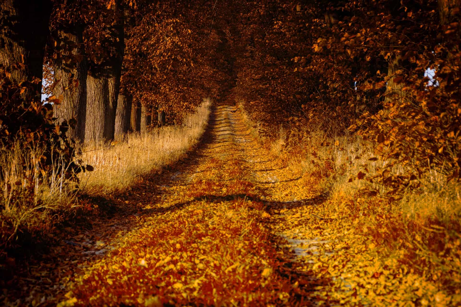 Wielkopolski National Park, Poland (photo: Artur Luczka)