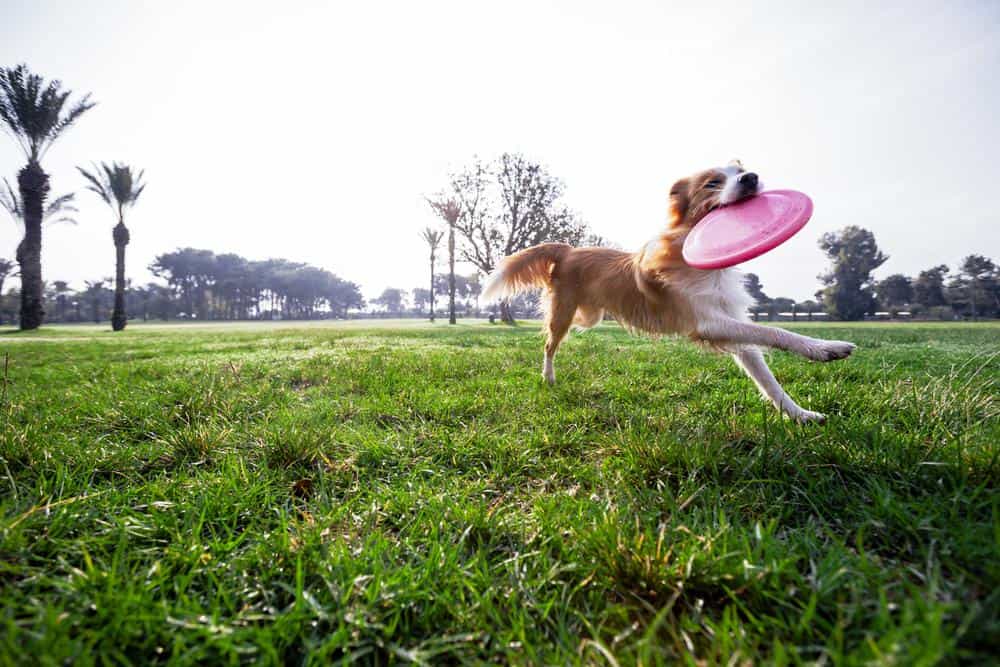 Dog with frisbee