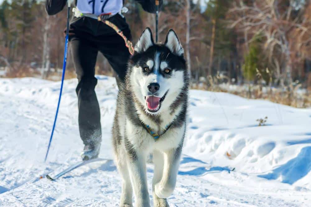 Dog with skiier