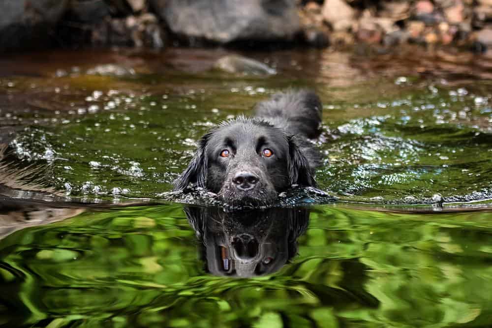 Swimming dog