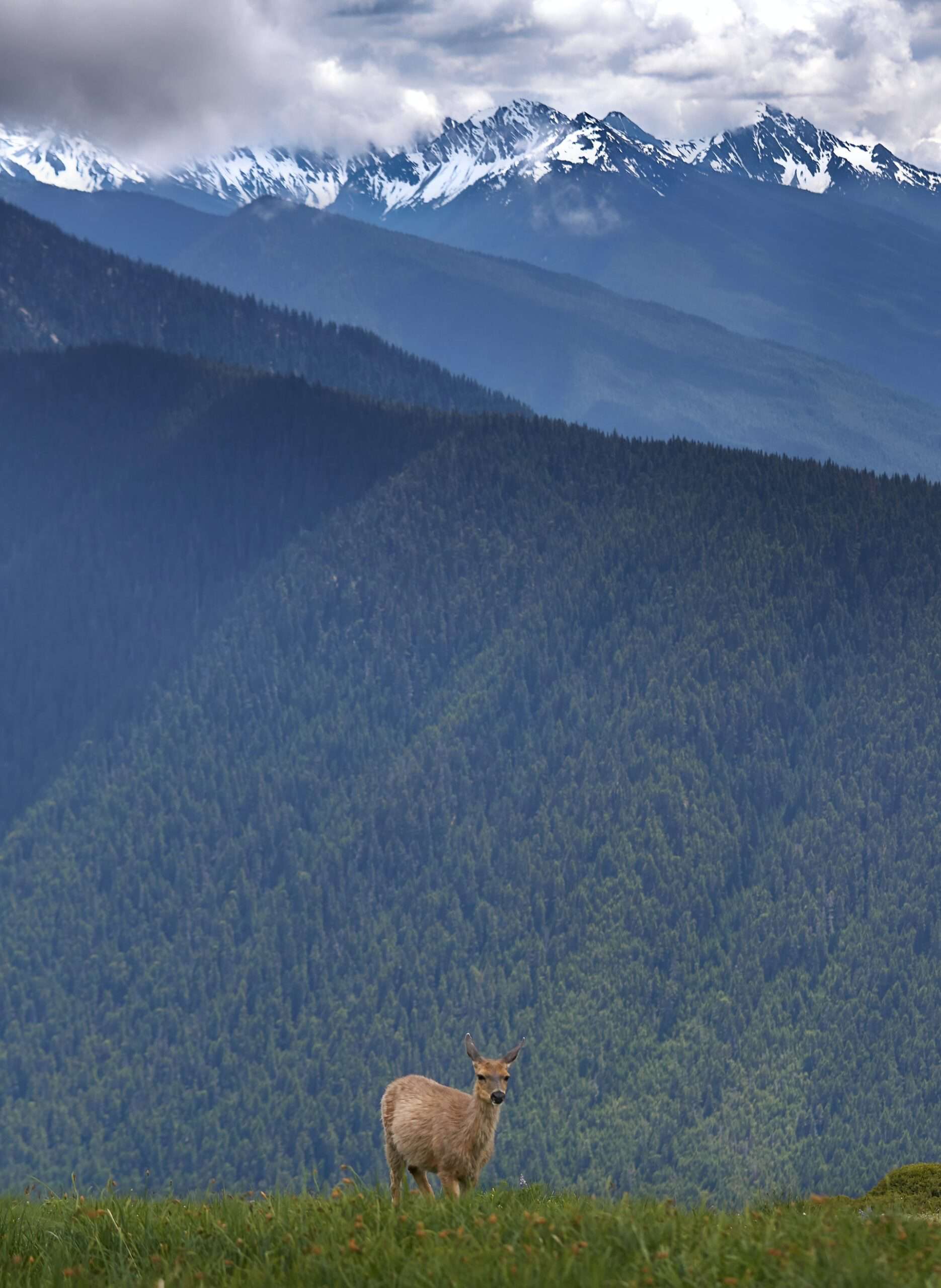 Olympic National Park (photo: Ben Eubank)