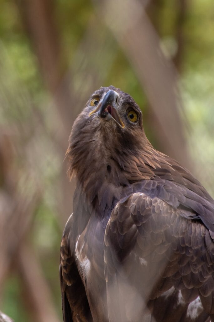 Steppe Eagle - Al Ain Zoo (photo: Jeff Kingma)