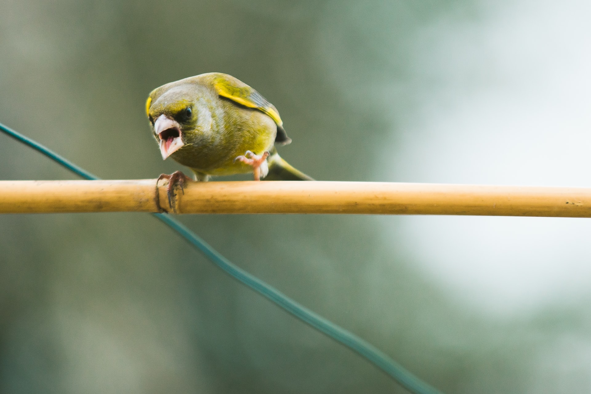 Angry bird (photo: David Knox)
