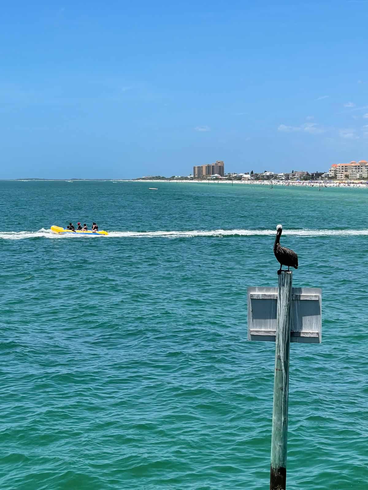 Pelican on Pier 60 at Clearwater Beach