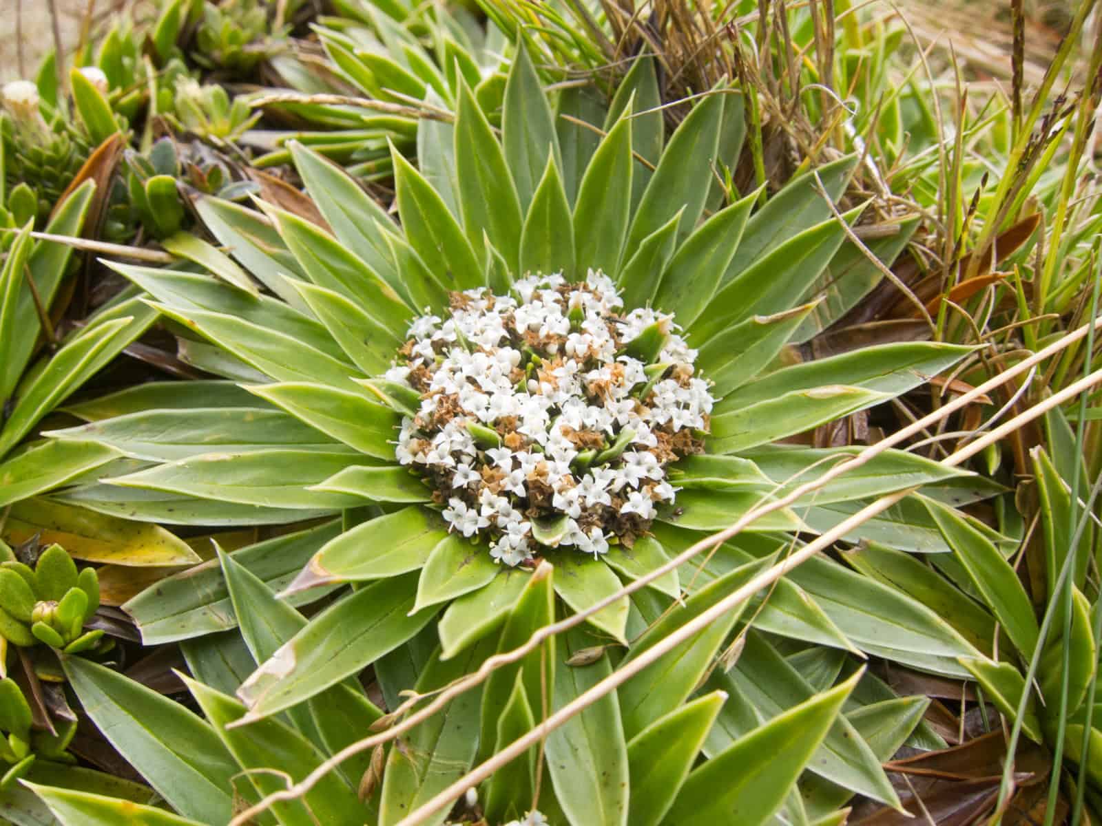 Flowers and plants get smaller in size the higher your elevation