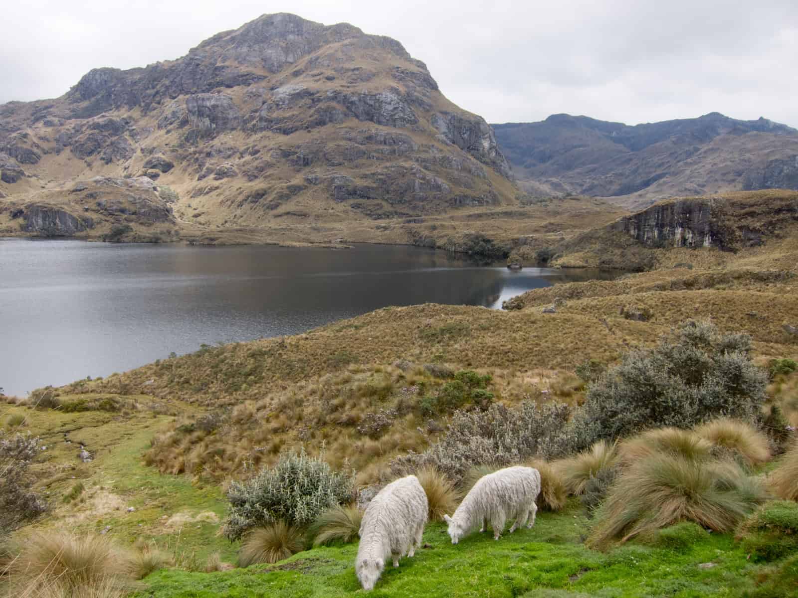 Llamas near the park entrance