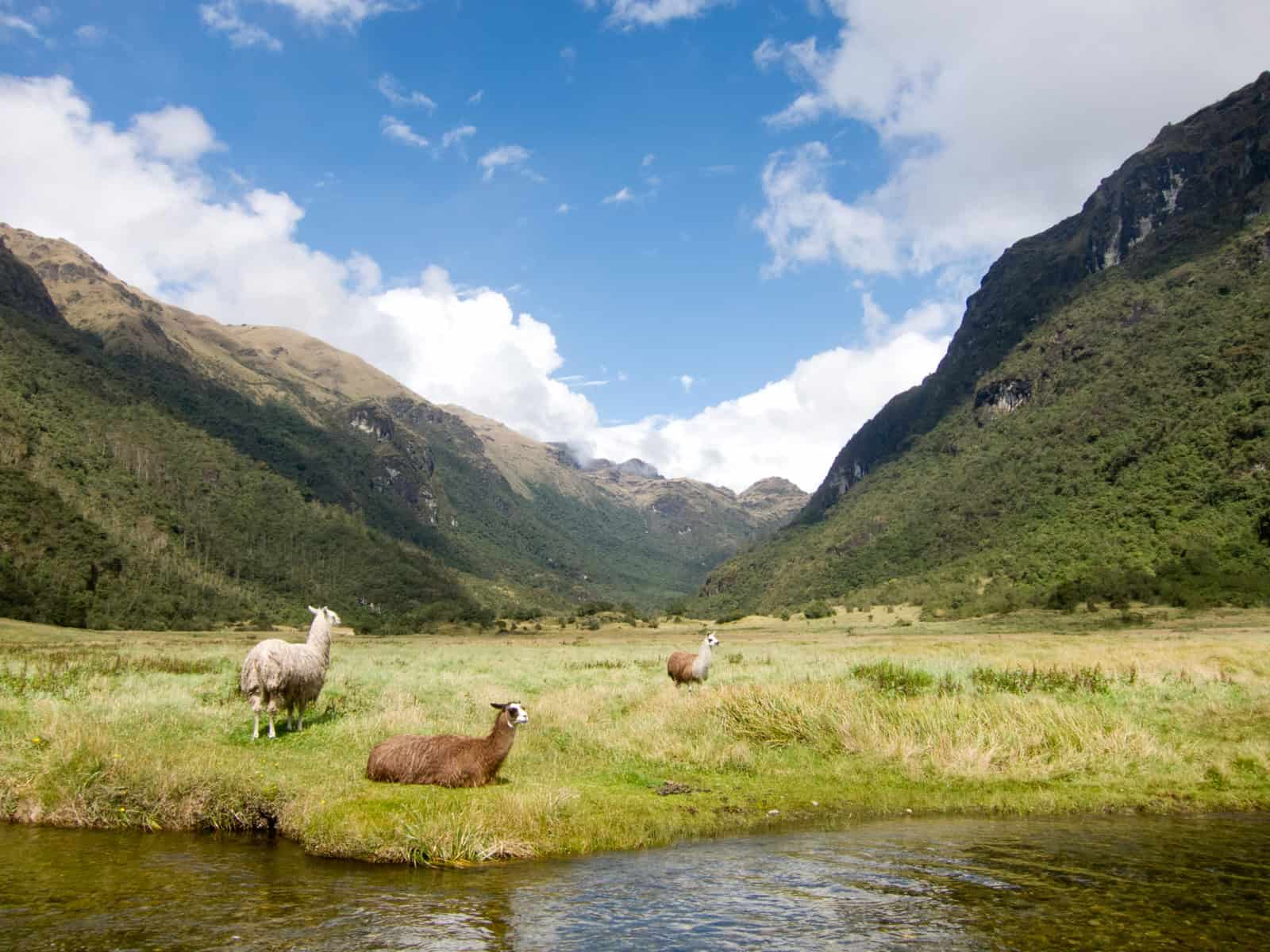 Llamas in a glacier-carved valley