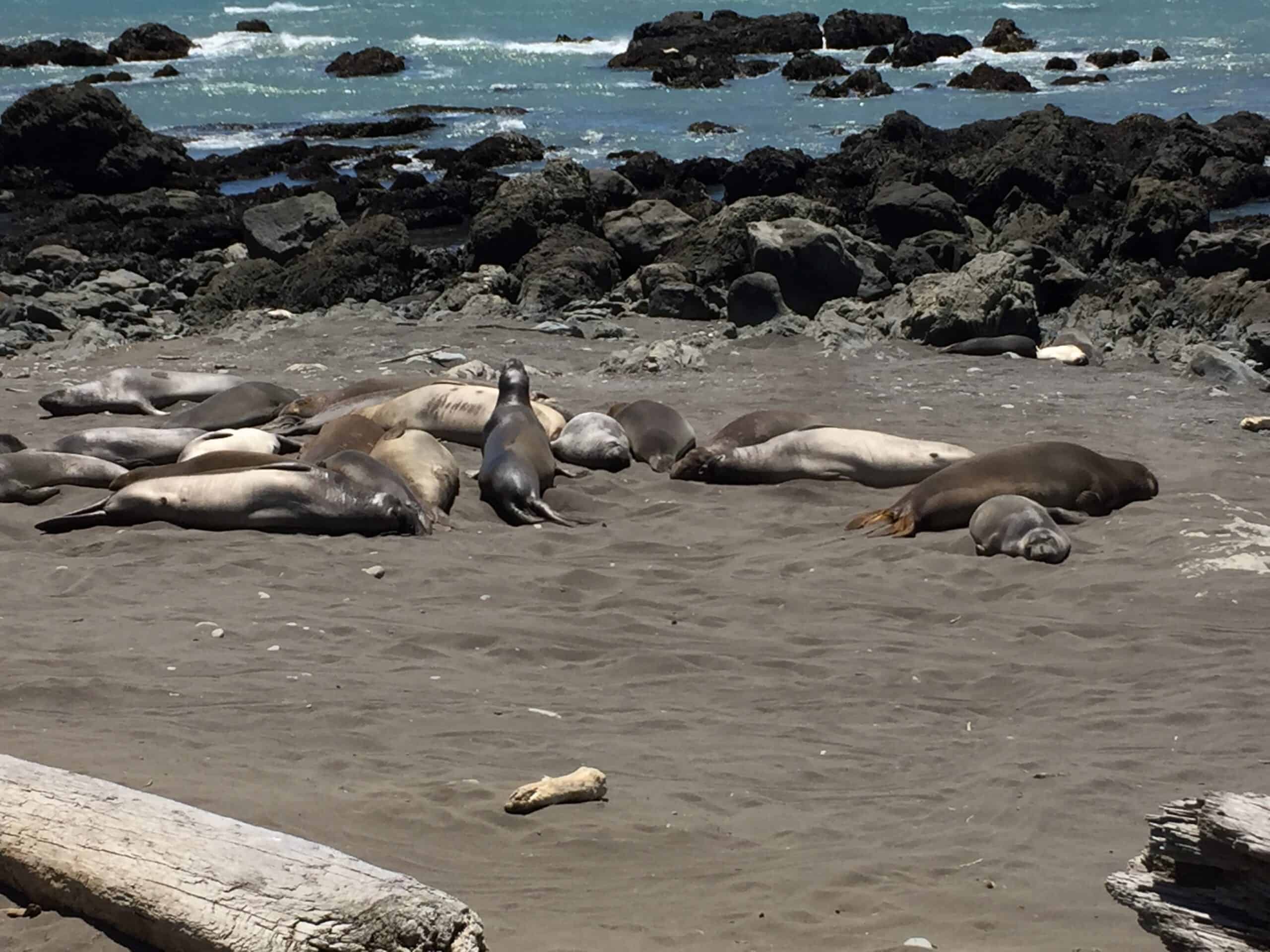 Sea lions at rest near the Punta Gorda Lighthouse