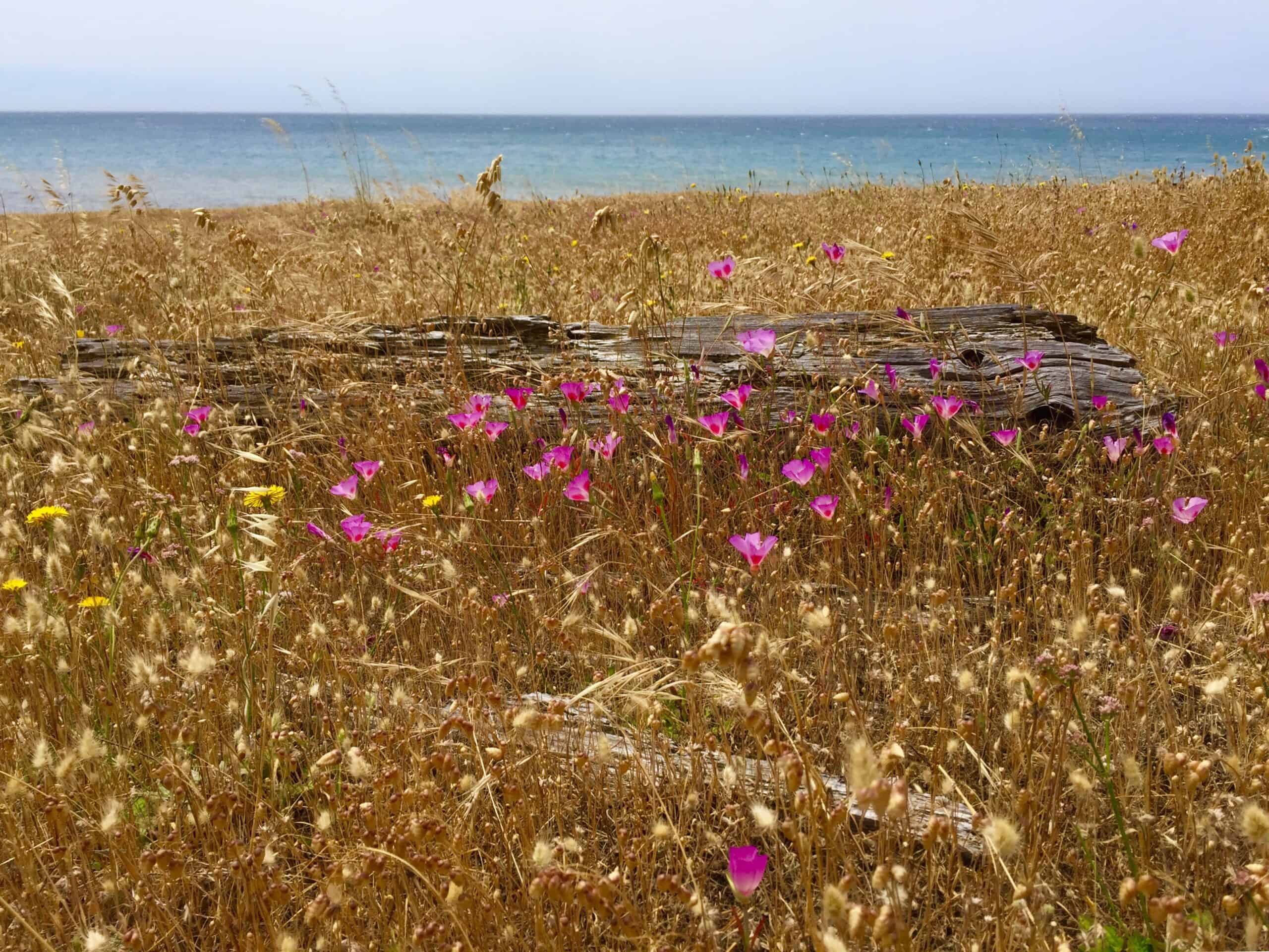 Wildflowers