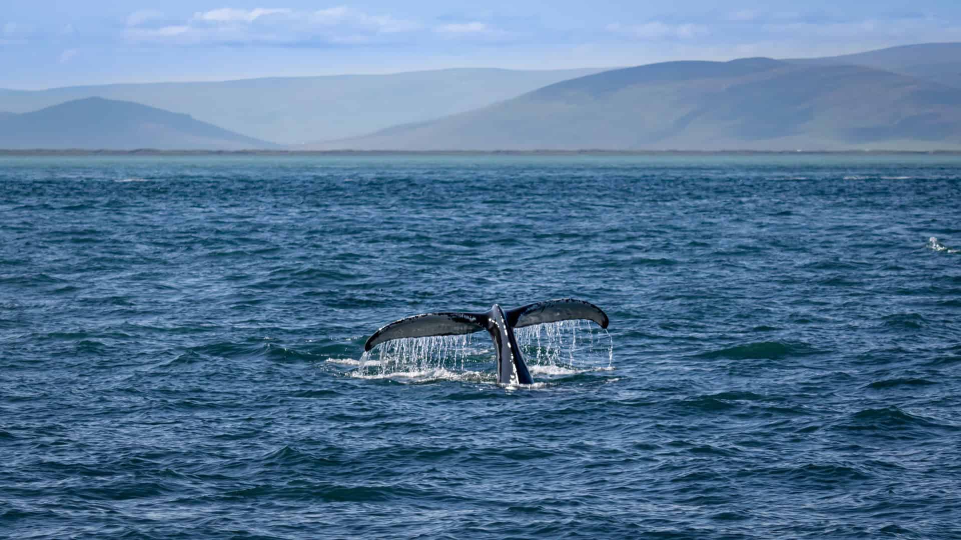 Whale in Húsavík, accessible from Iceland's Ring Road. (photo: Michael Behrens)