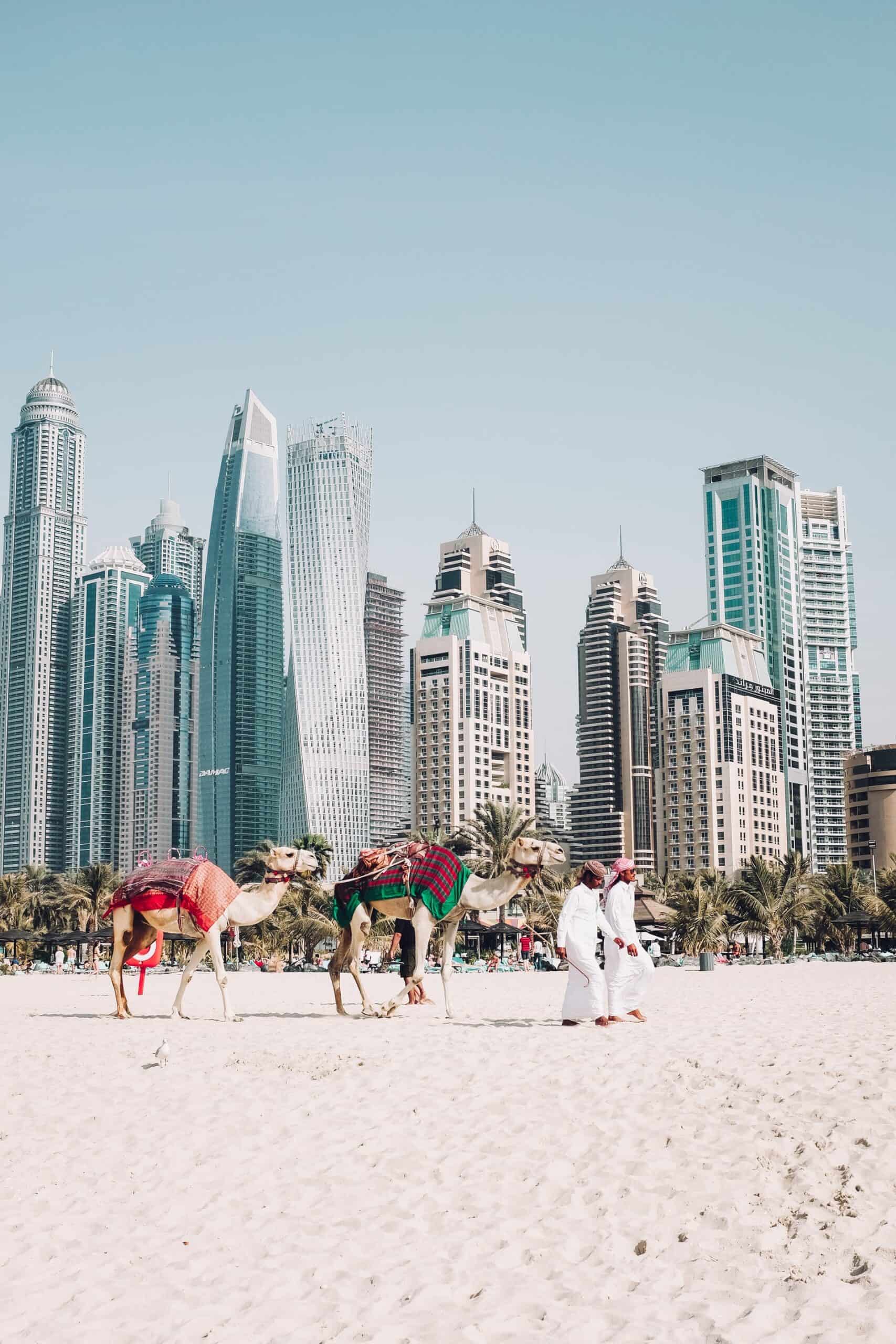 Camels in Dubai (photo: Fredrik Ohlander)