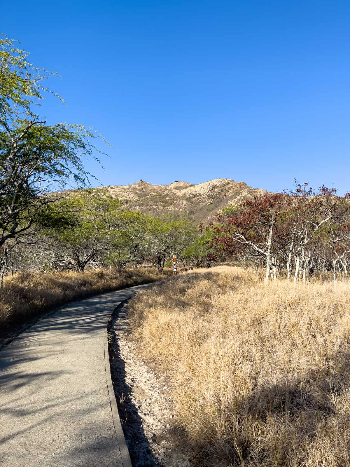 The start of Diamond Head Trail