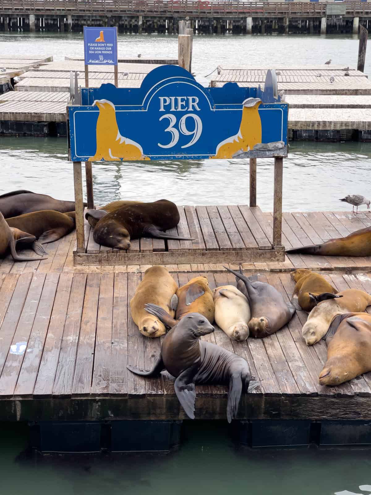 Pier 39 sea lions in San Francisco