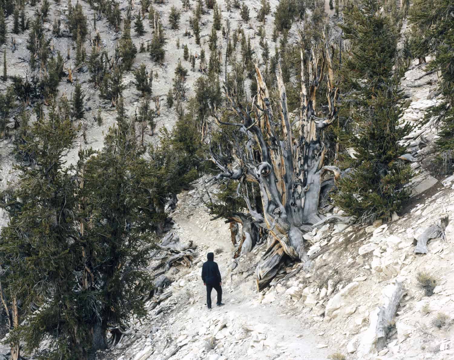 Admiring the 4,000 to 5,000-year-old tree