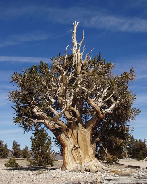 Bristlecone pine: the oldest trees