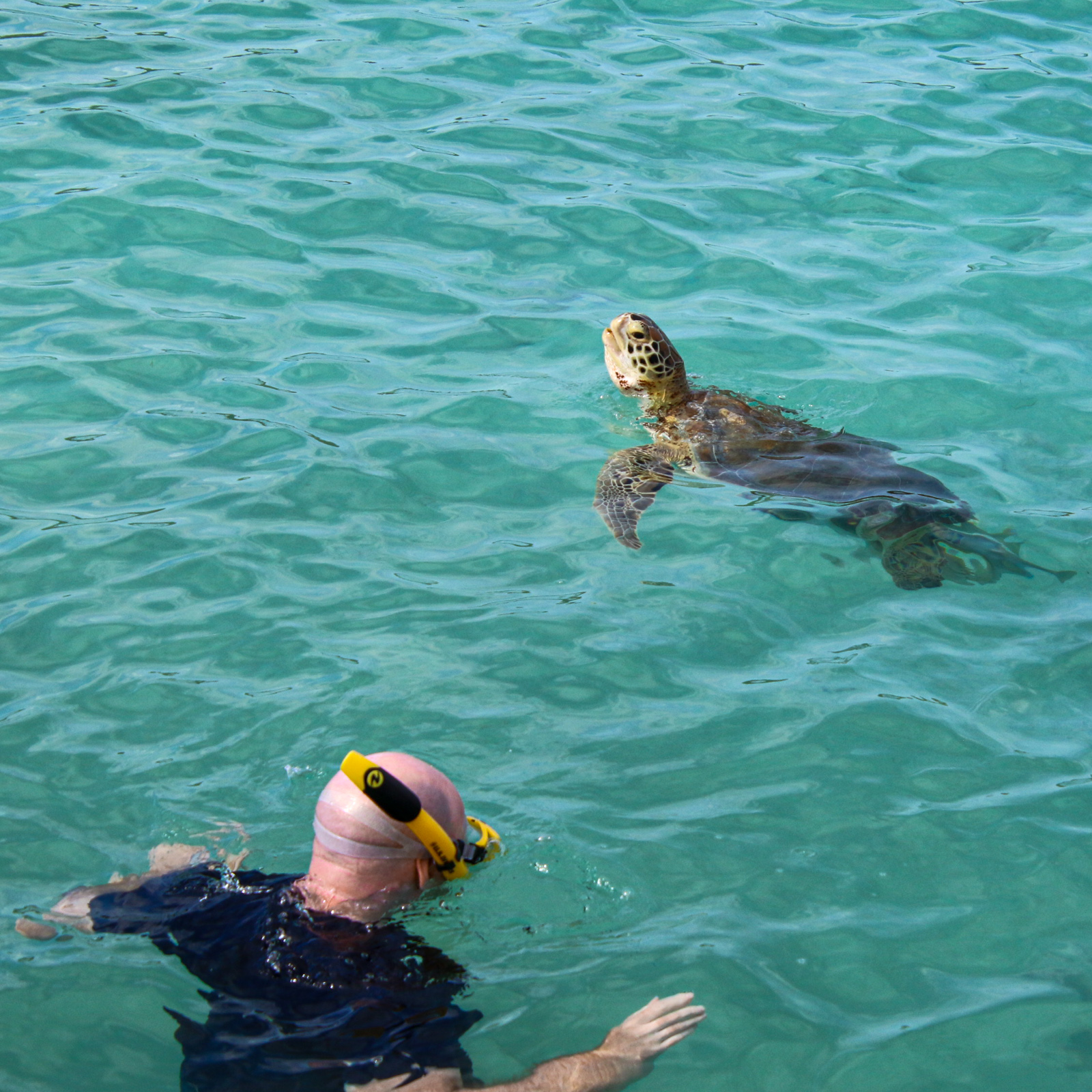 Snorkeling with a sea turtle (photo: Kelly Lemons)