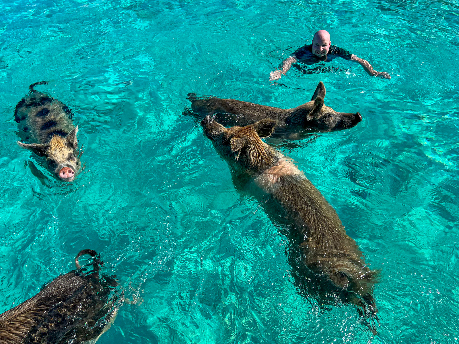 Dave swimming with pigs, one of the best things to do in Staniel Cay, The Bahamas