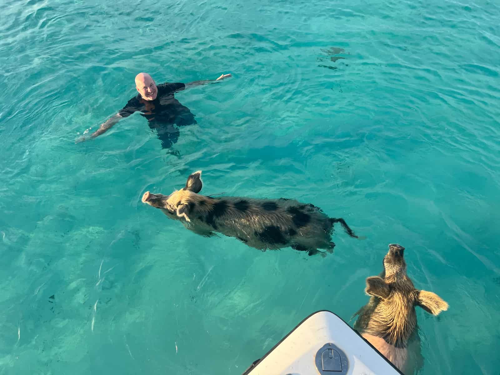 Swimming with pigs at sunset (photo: Kelly Lemons)