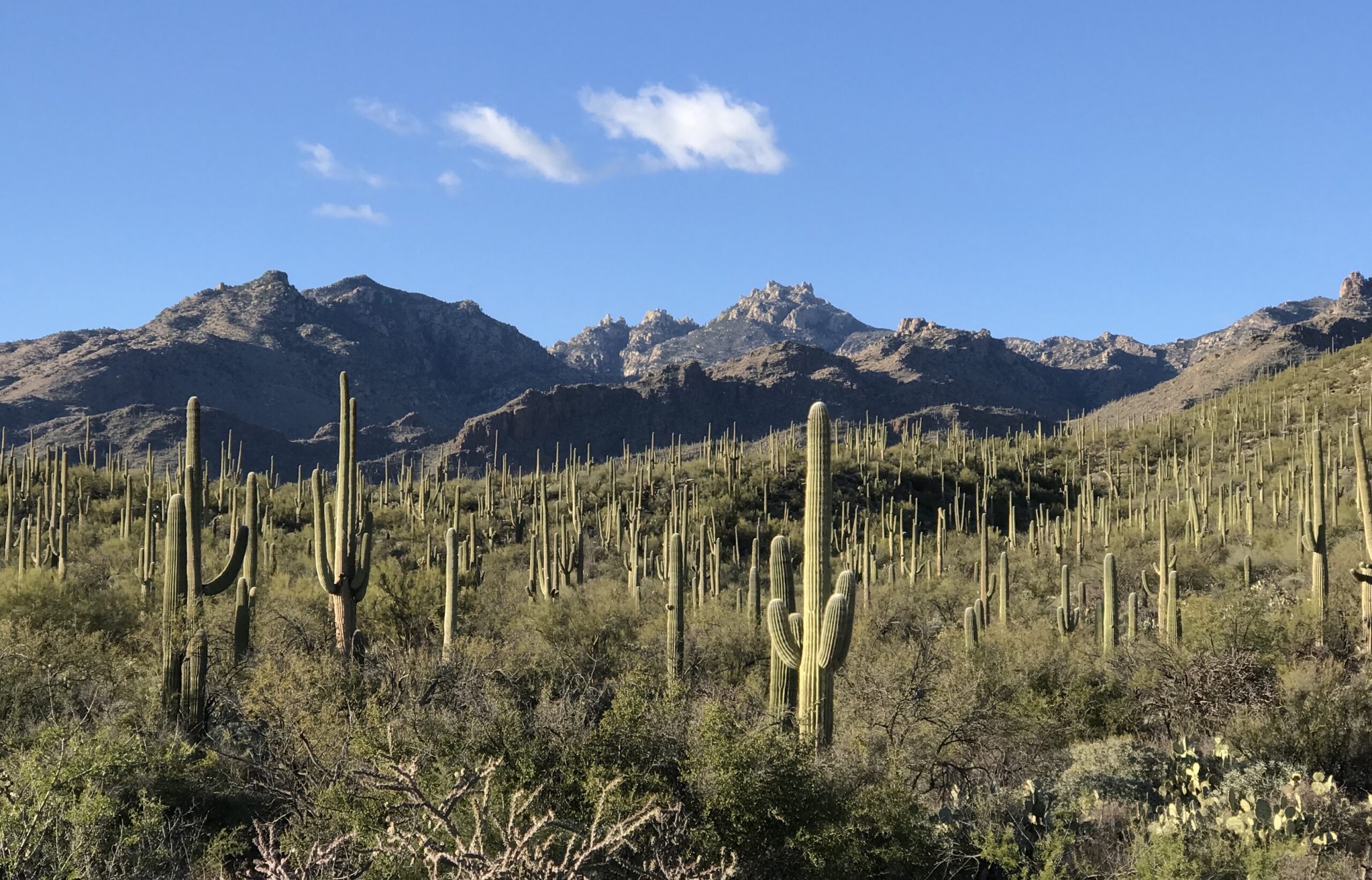 Cactuses in Saguaro National Park, Arizona