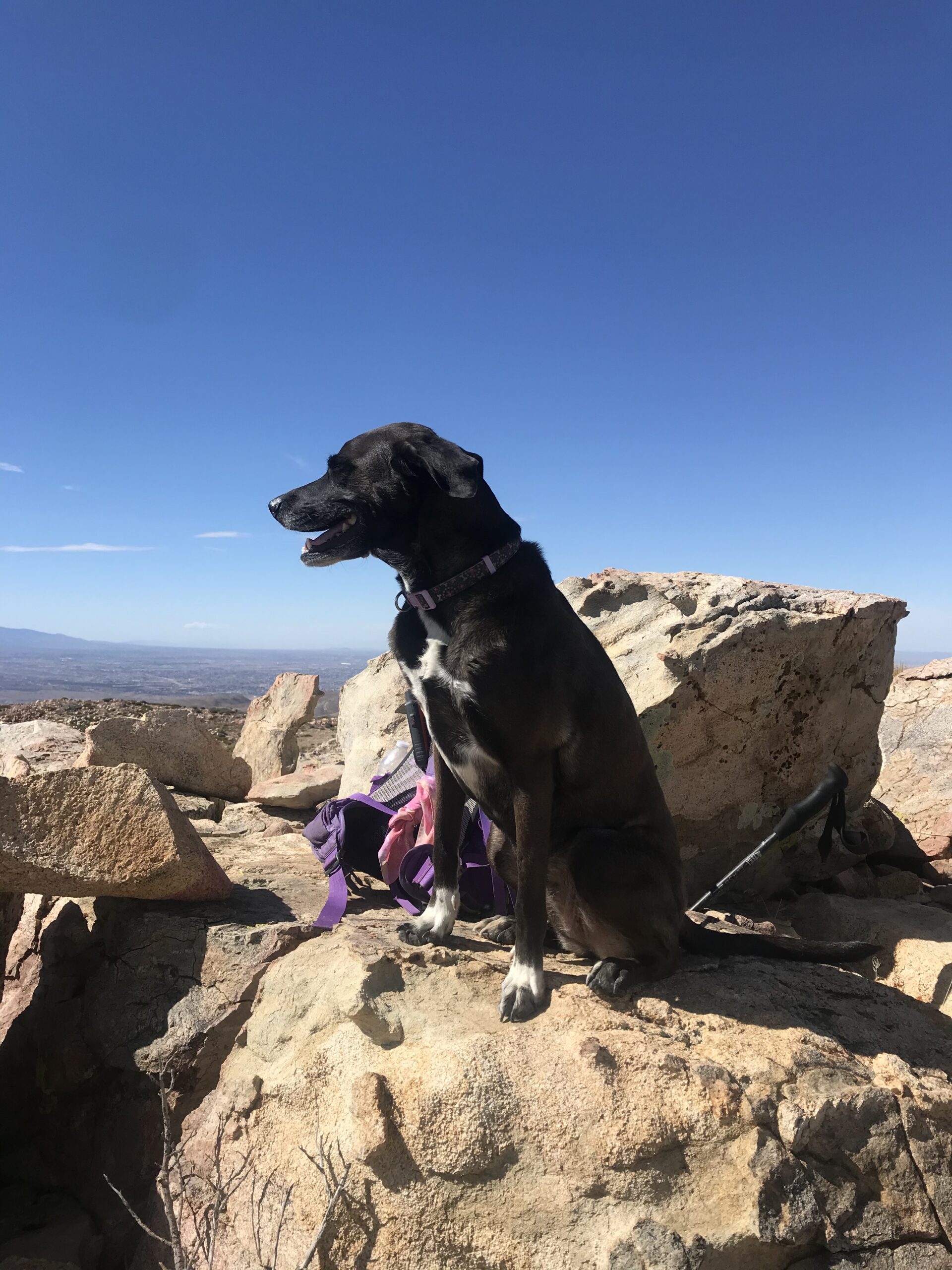 essi the Dog on a Joshua Tree Peak