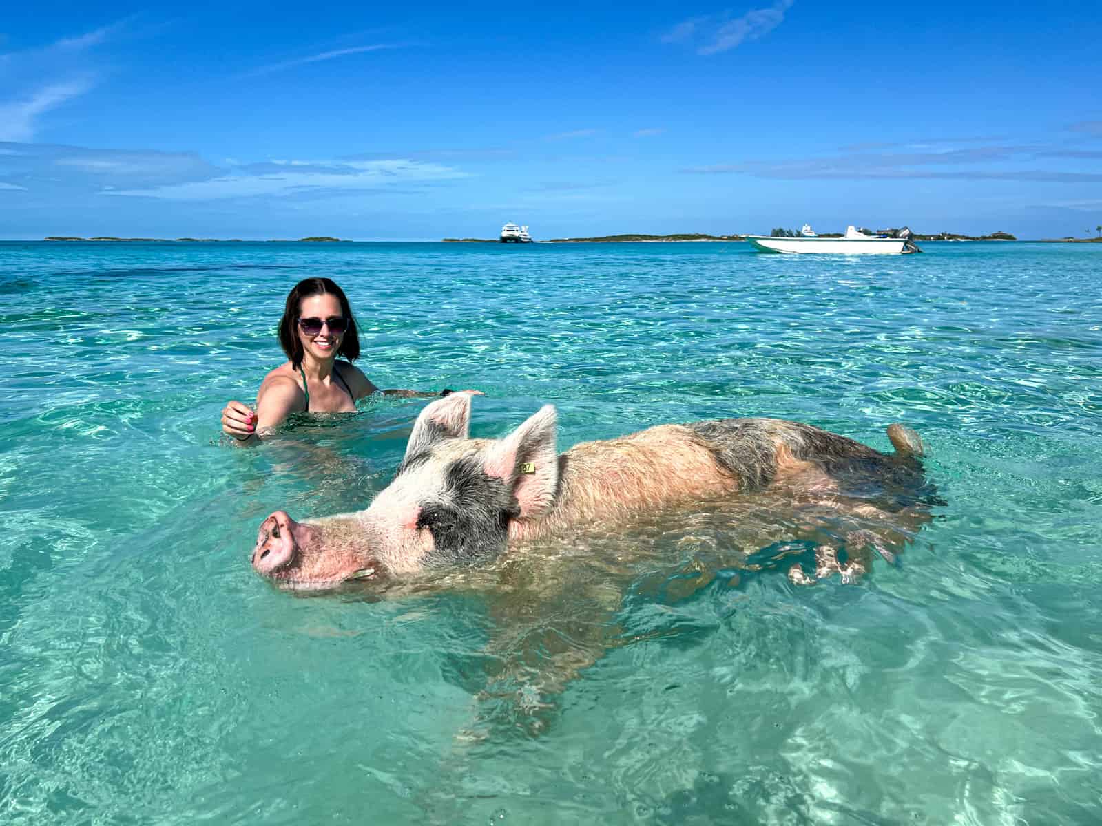 Kel feeds a swimming pig