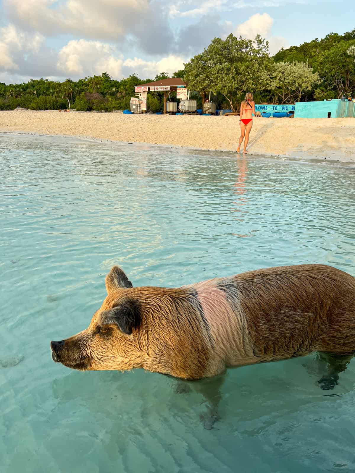 Oscar the pig