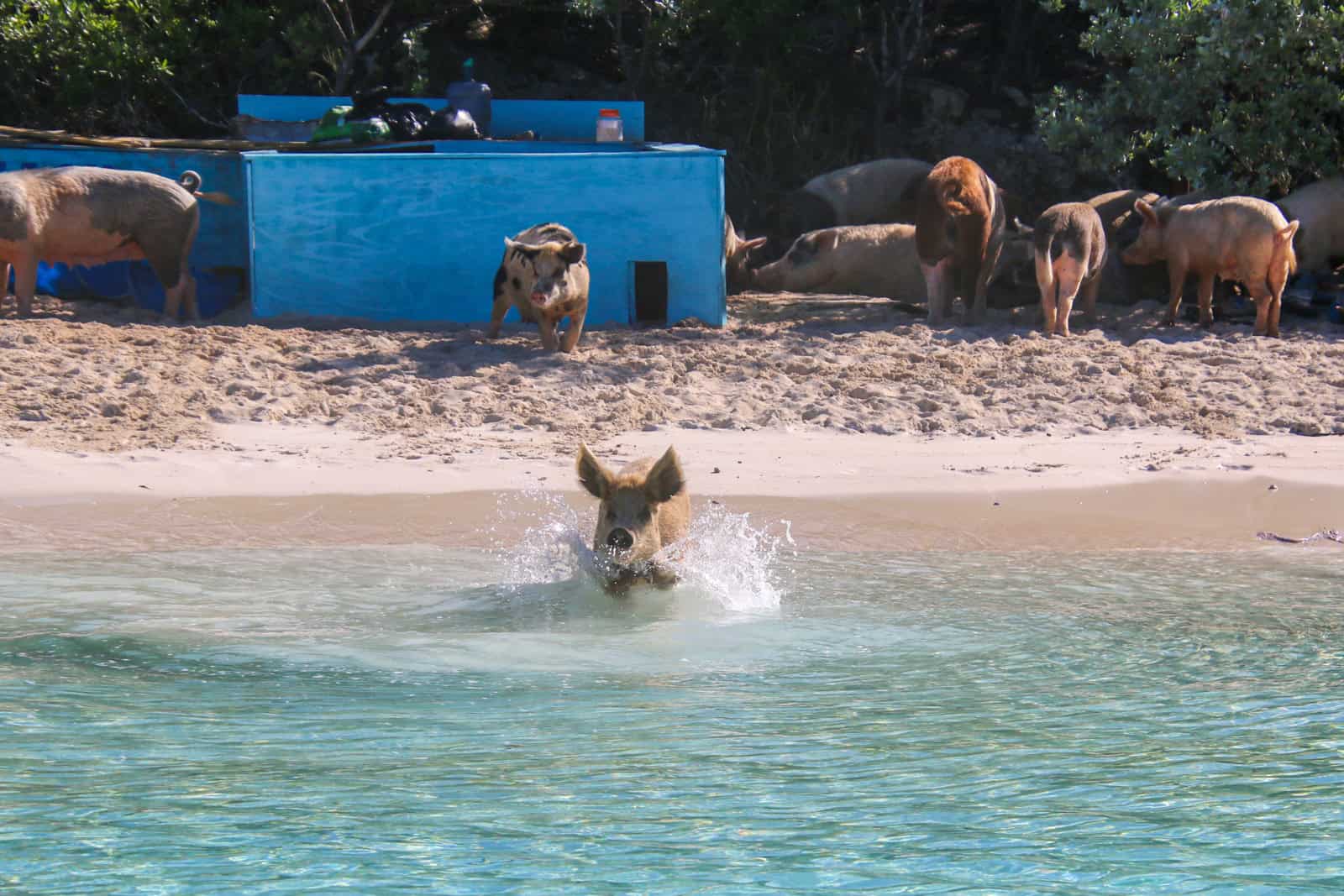 Pig entering the water (photo: Kelly Lemons)