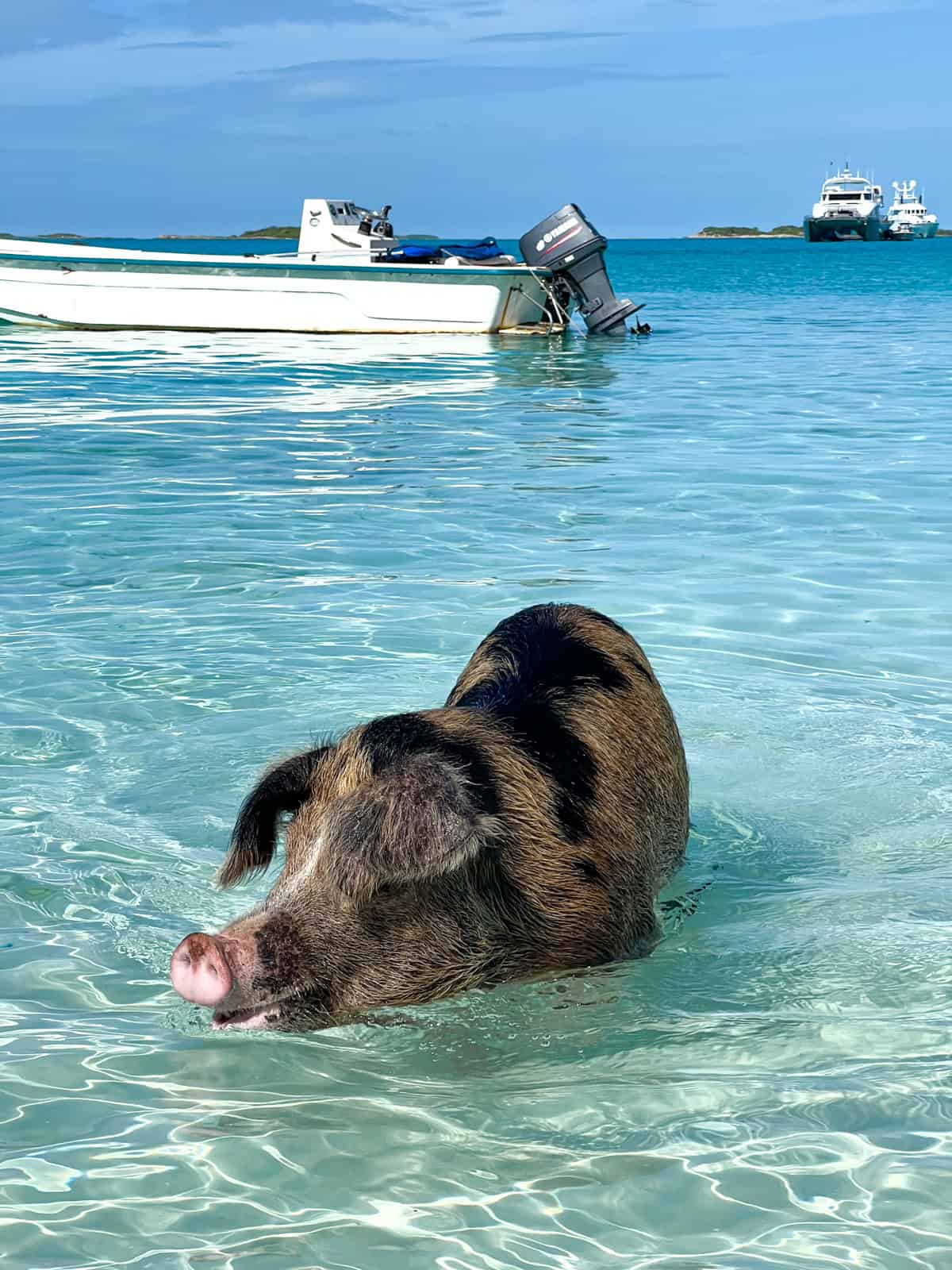 Pig in The Bahamas