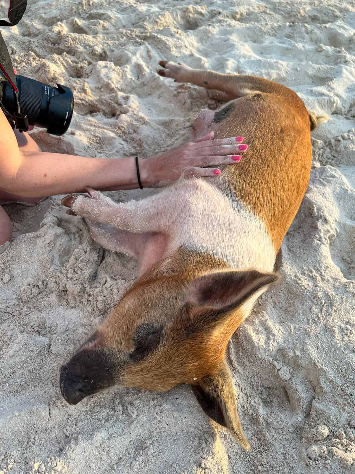 Piggy belly rub