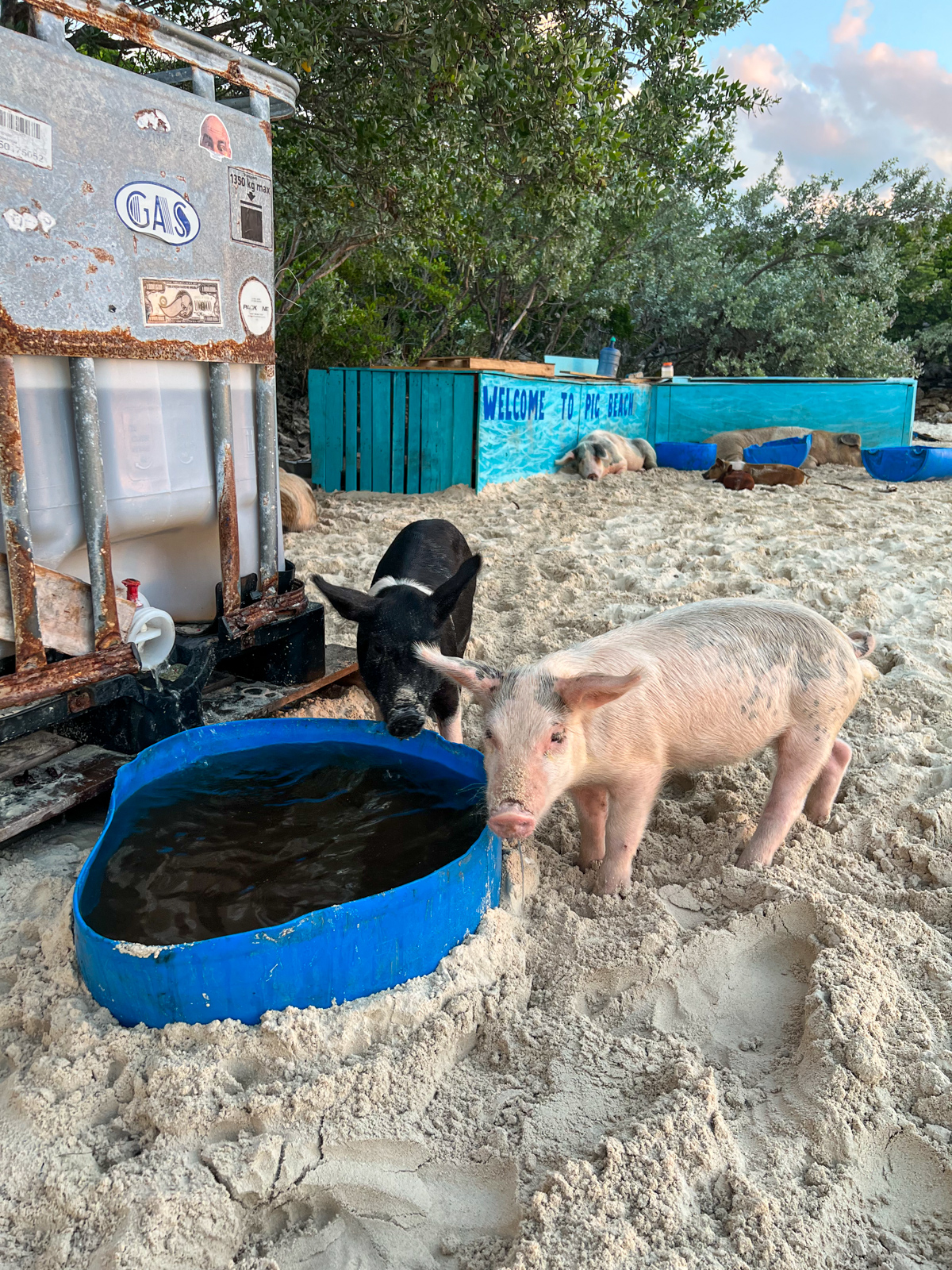 Little pigs drinking fresh, clean water