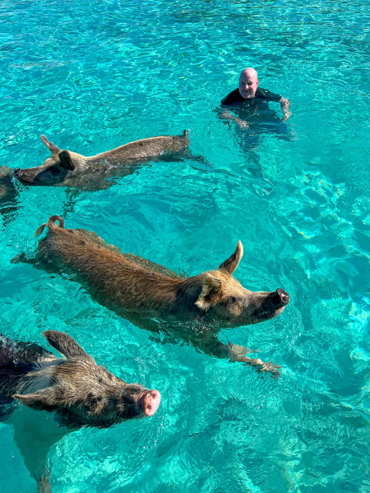 Pigs swim with Dave