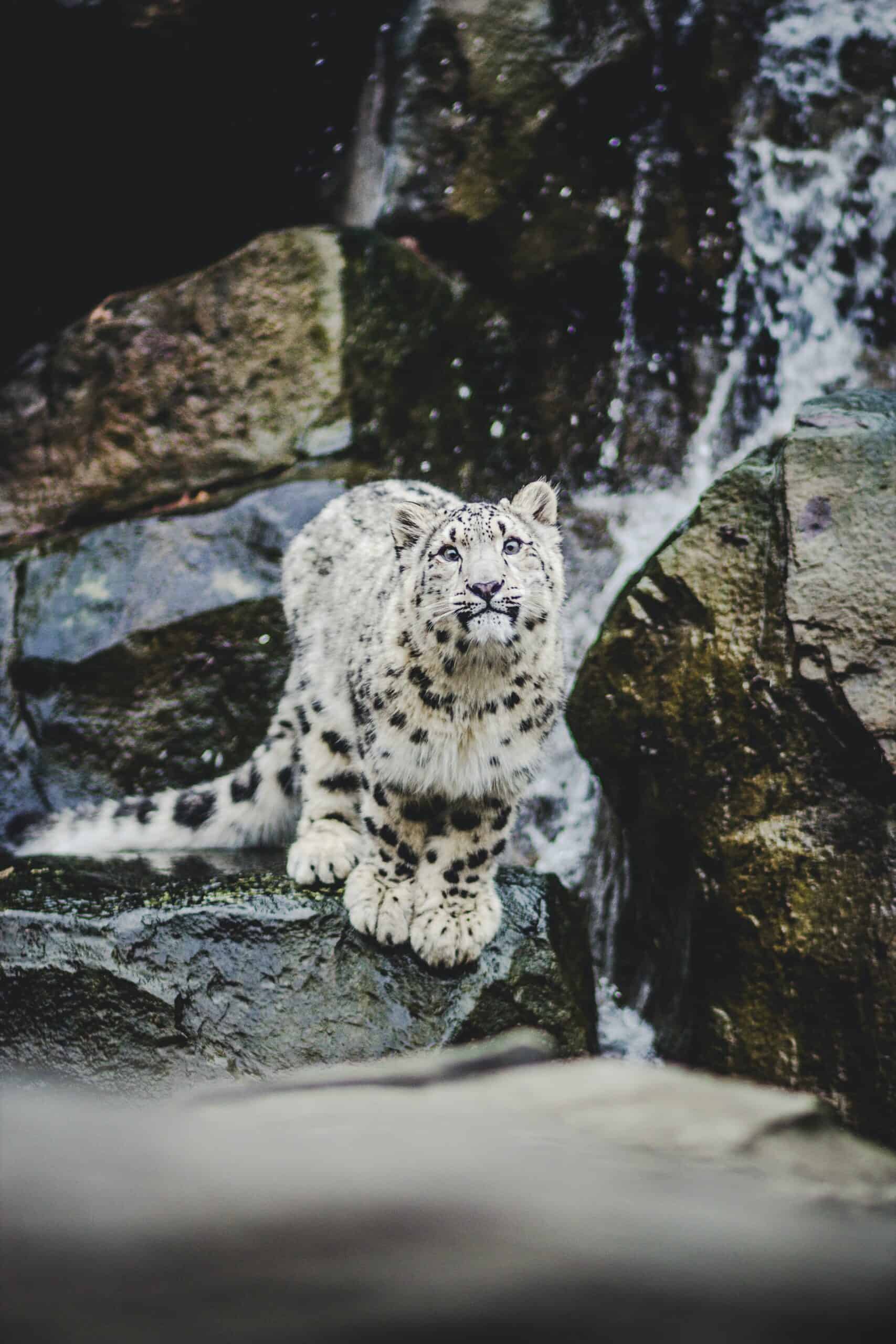 Snow leopard (photo: Helena Lopes)