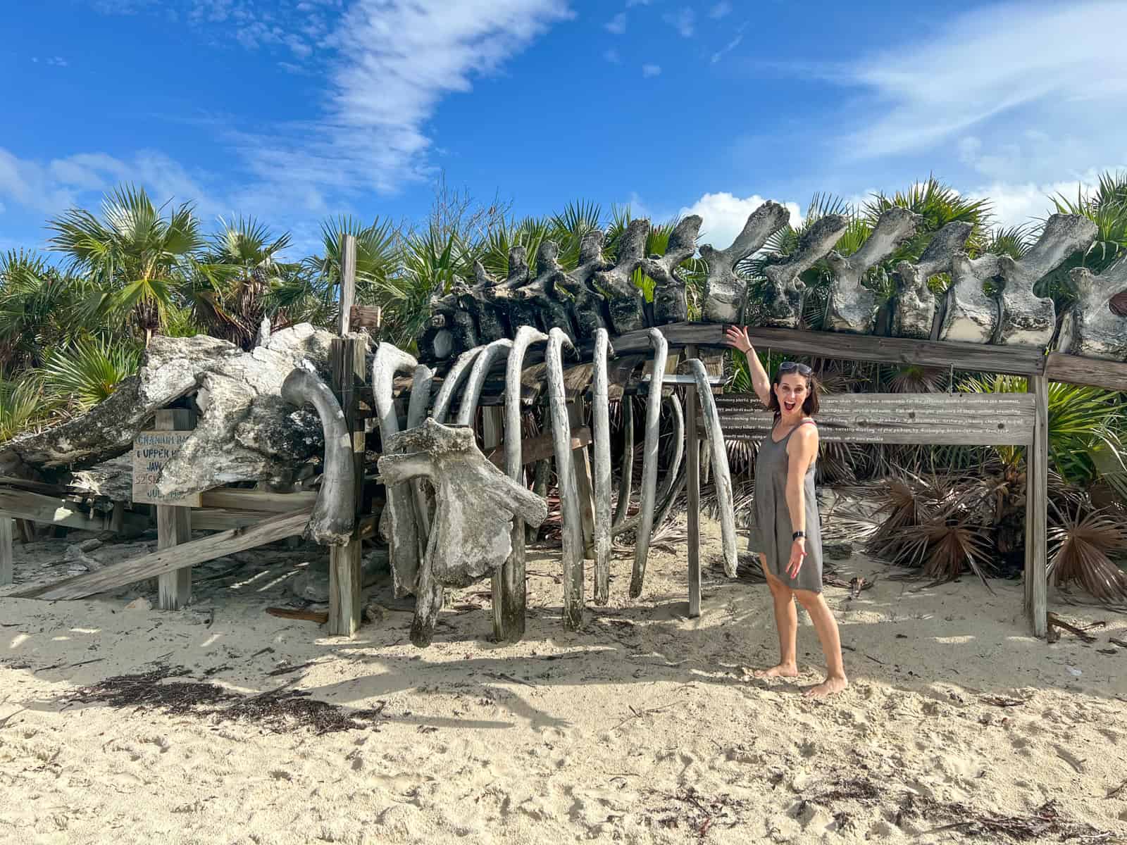 Sperm whale skeleton and Kel for scale on Shroud Cays