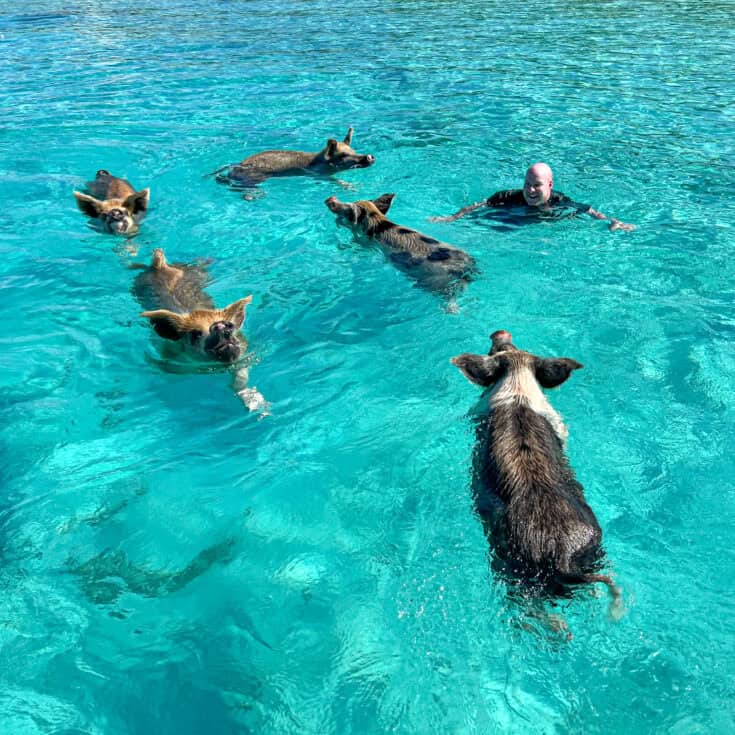 Swim With Pigs in the Bahamas in 2025 - Go Backpacking