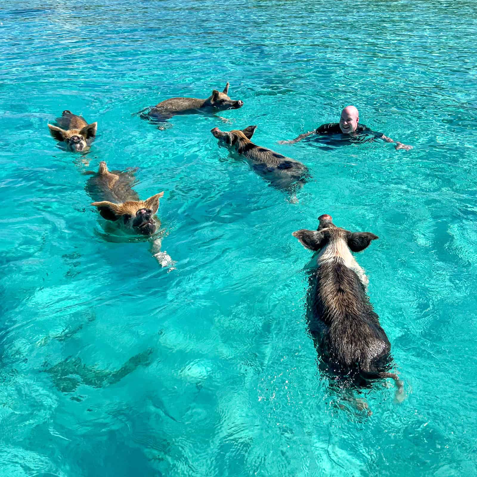 Dave swims with pigs in Exuma, The Bahamas (photo: Kelly Lemons)