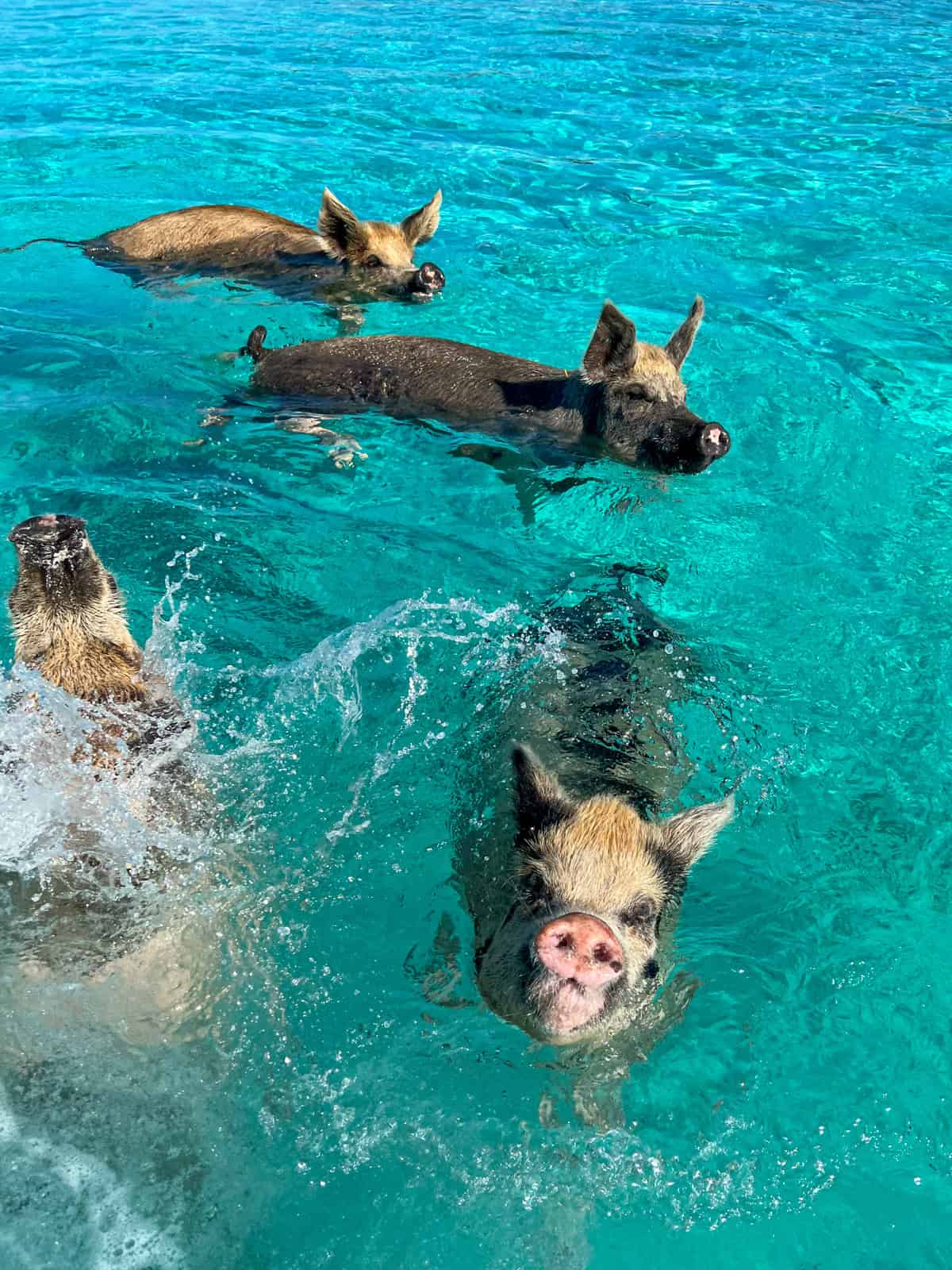 Happy swimming pigs