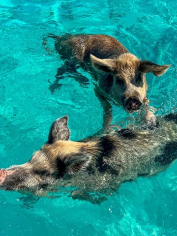 Swimming pigs in the Bahamas.