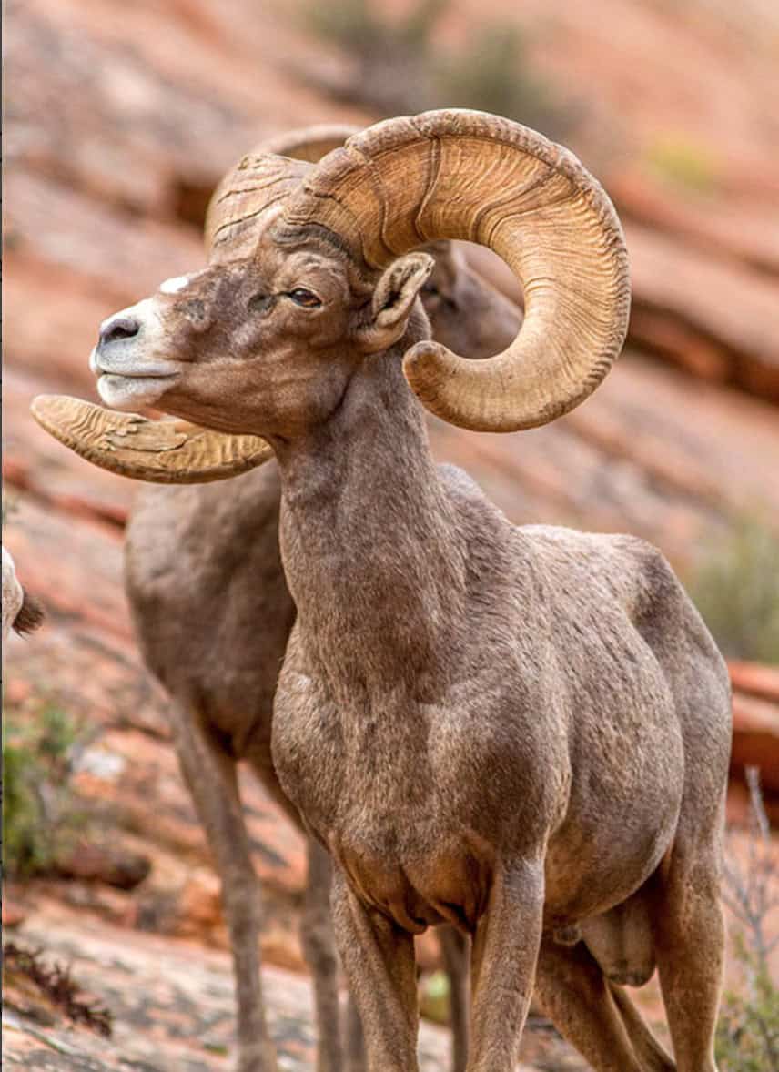 Bighorn sheep in Anza-Borrego Desert State Park