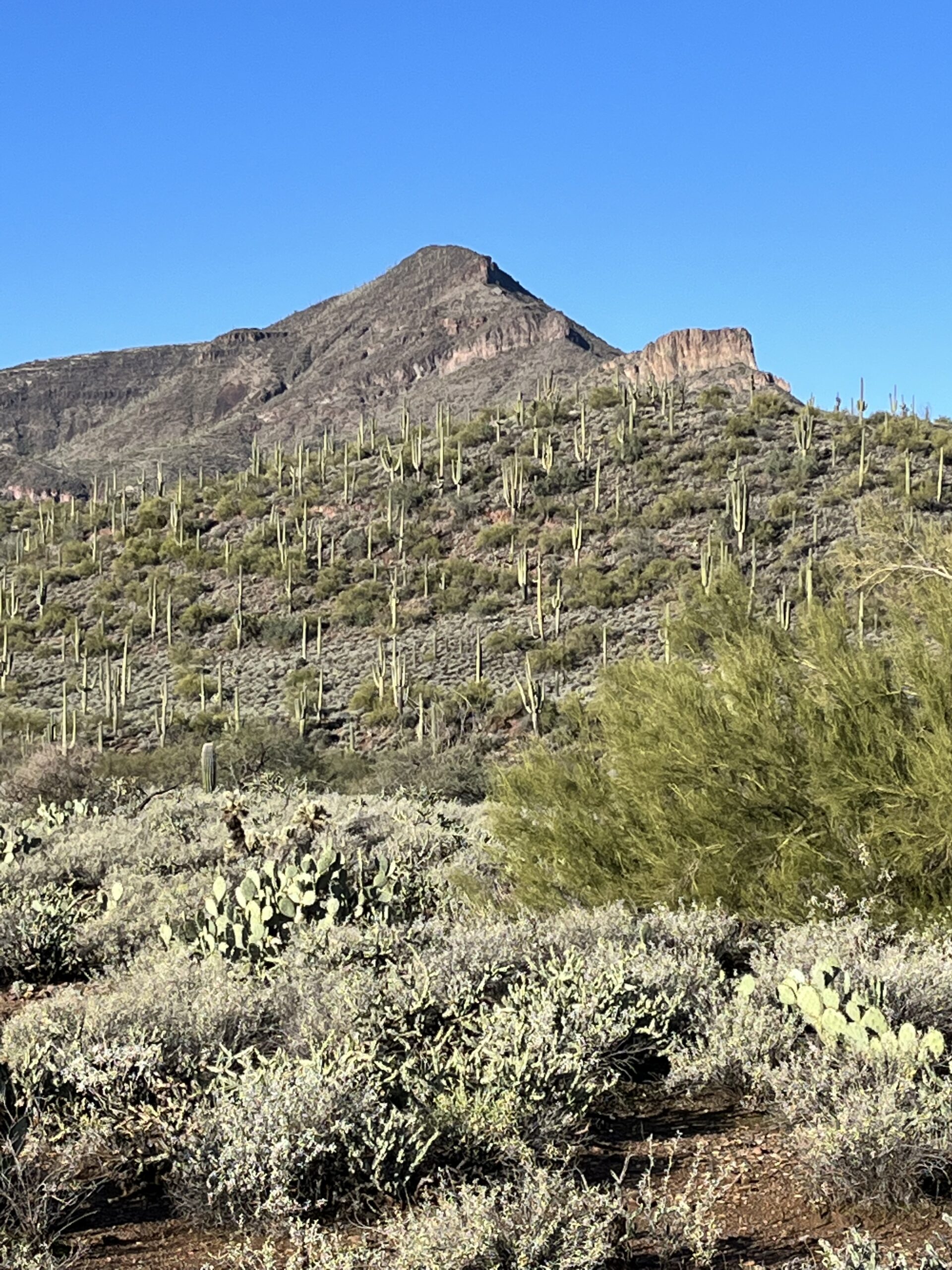 The best hike near Phoenix includes trails around Elephant Mountain.