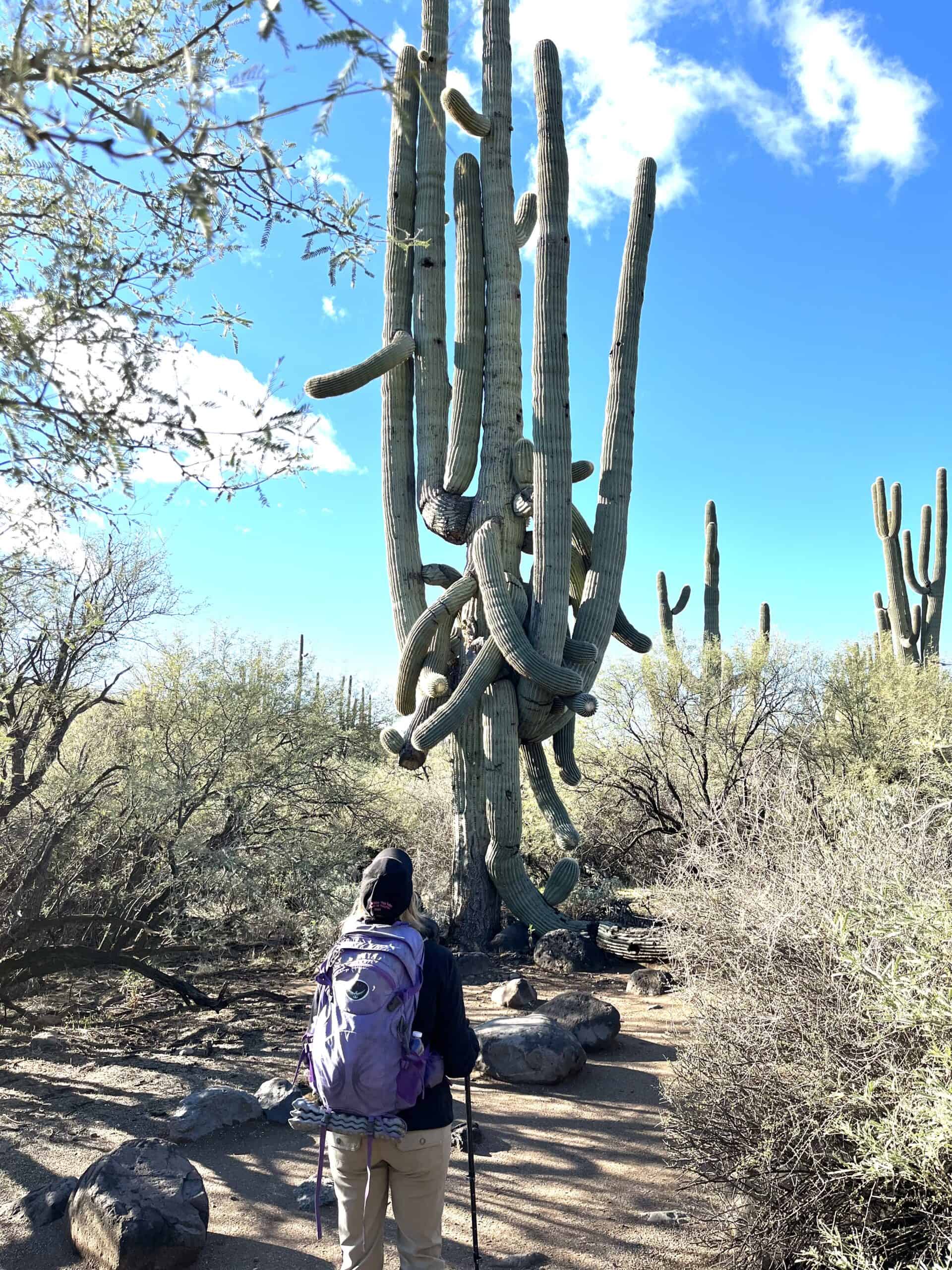 Crazy cactus: CT is stopped by a stunning saguaro