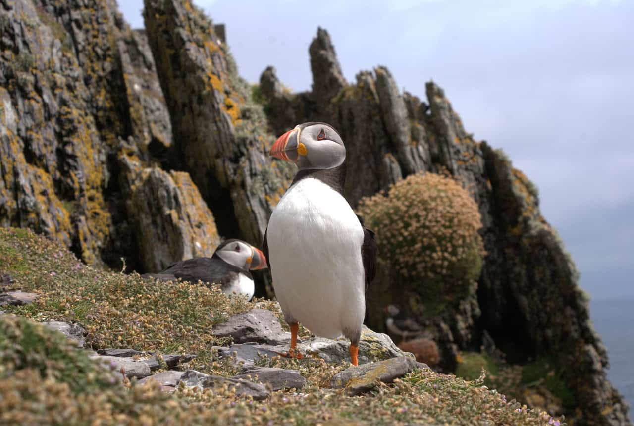 Puffins on Skellig Michael, a UNESCO World Heritage Site in Ireland