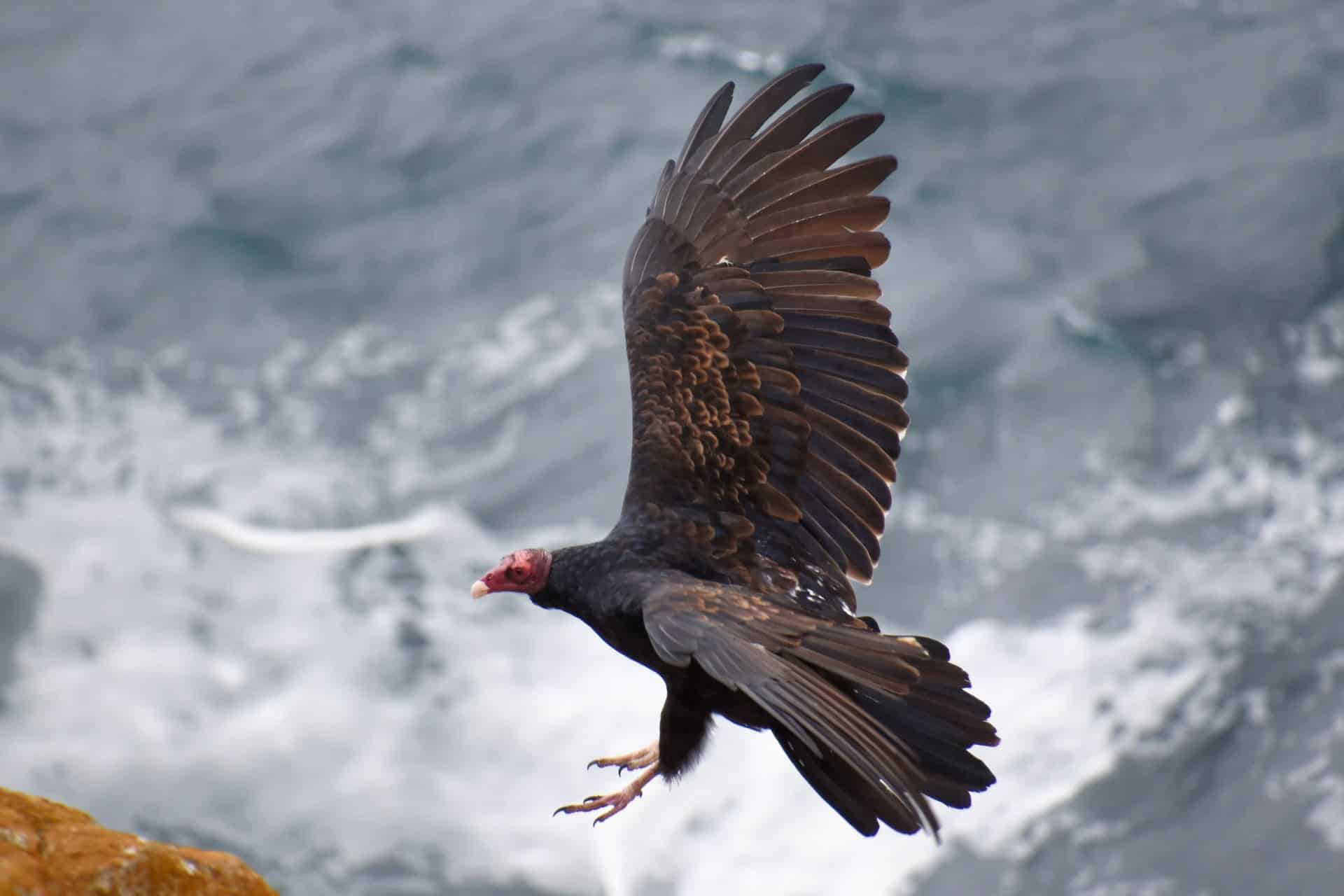 California condor (photo by Jeffrey Eisen)