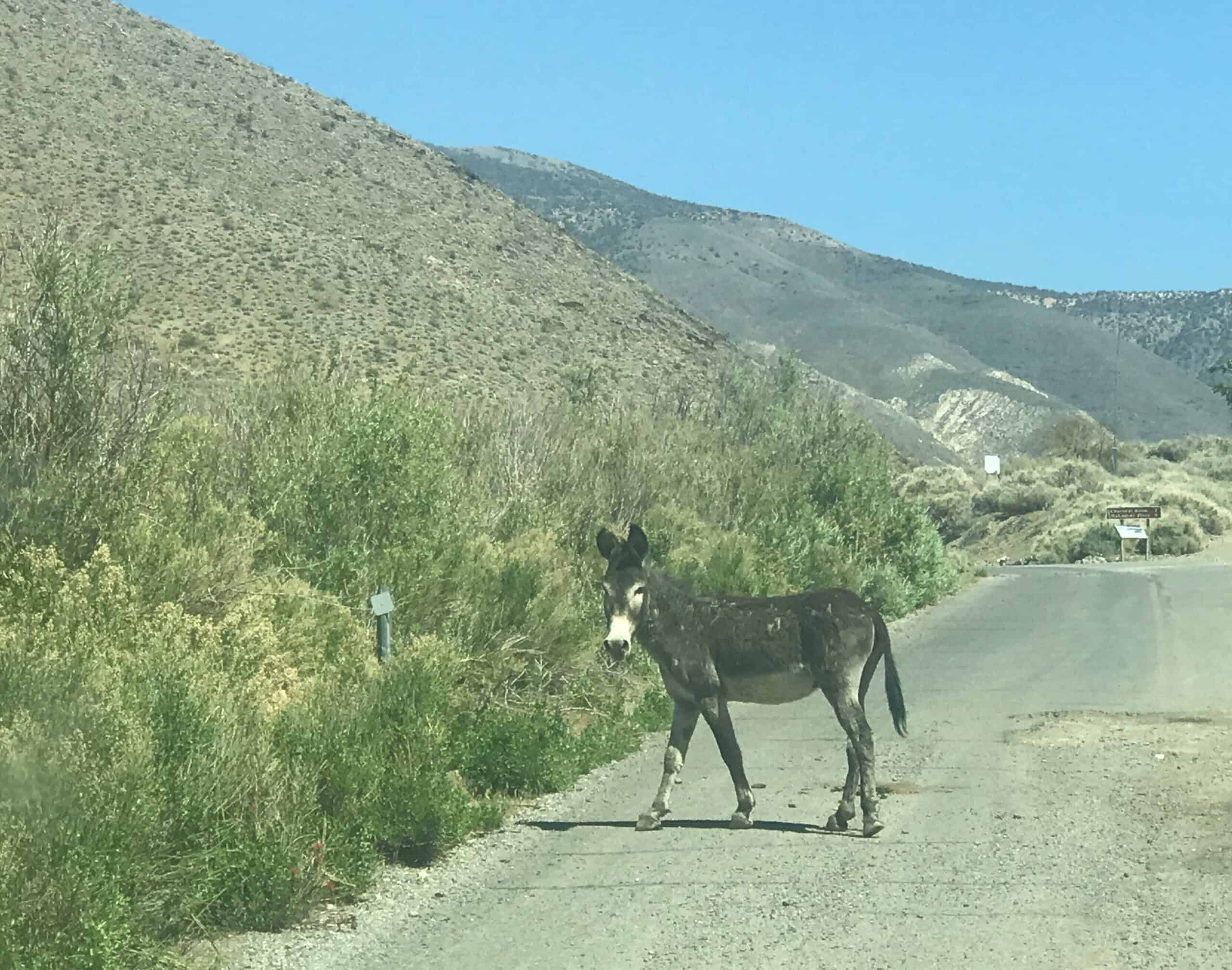 A wild donkey on the road to Telescope Peak