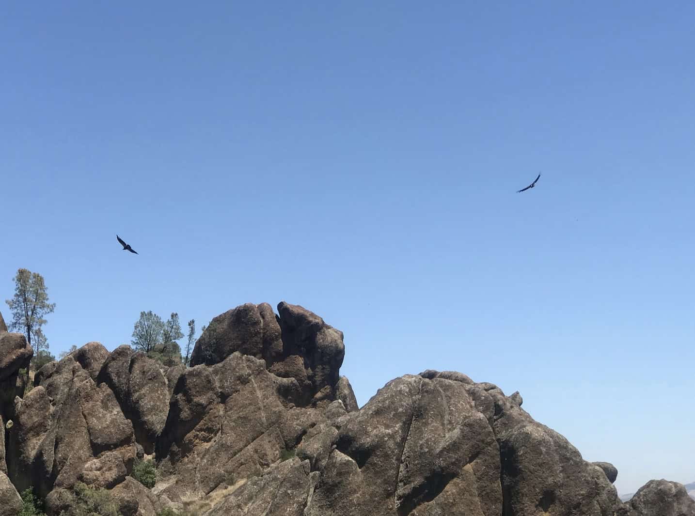 California condors flying on thermal updrafts in Pinnacles National Park