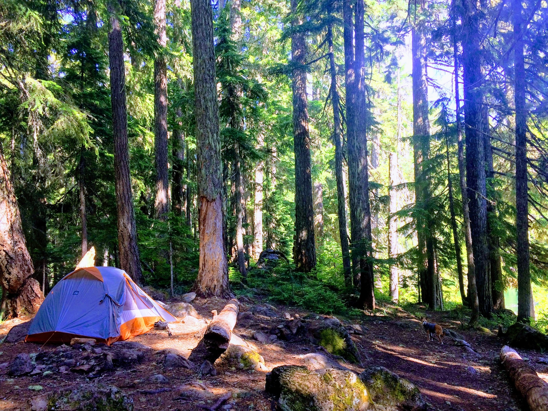 Mt Hood National Forest is one of the best places to camp in Oregon (photo: Sarah Ardin)