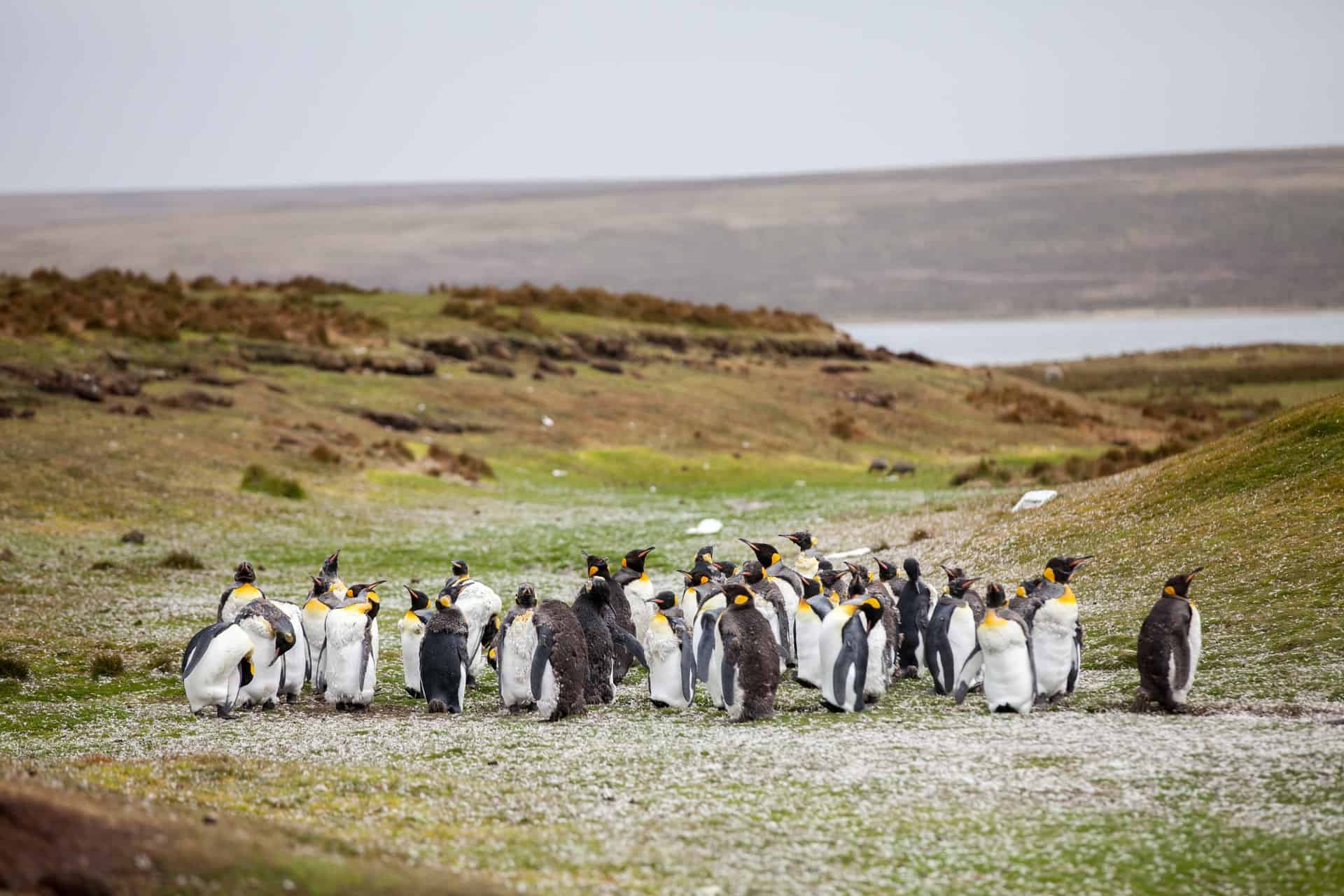 Penguins in the Falkland Islands (photo: Yuriy Rzhemovskiy)