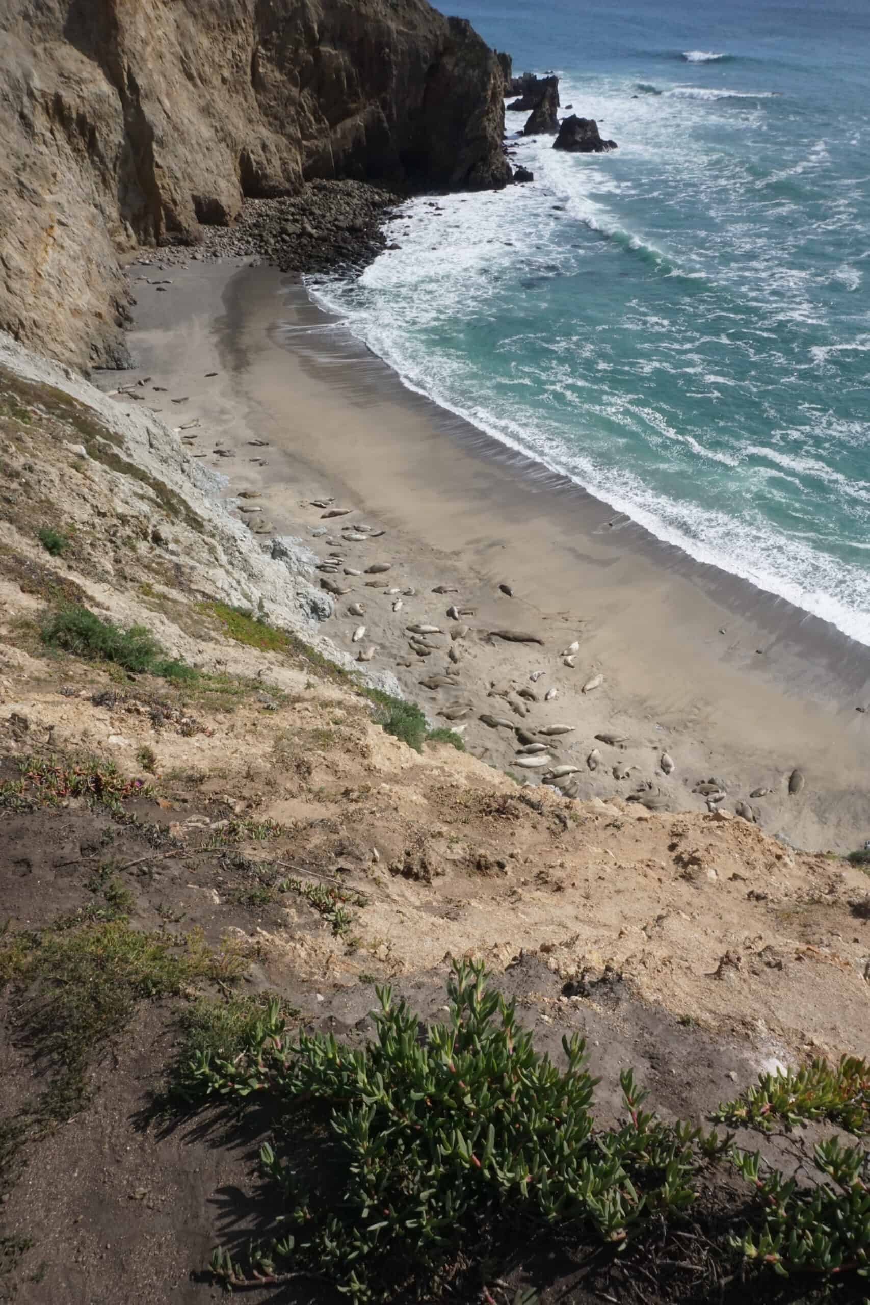 Elephant seals on the beach