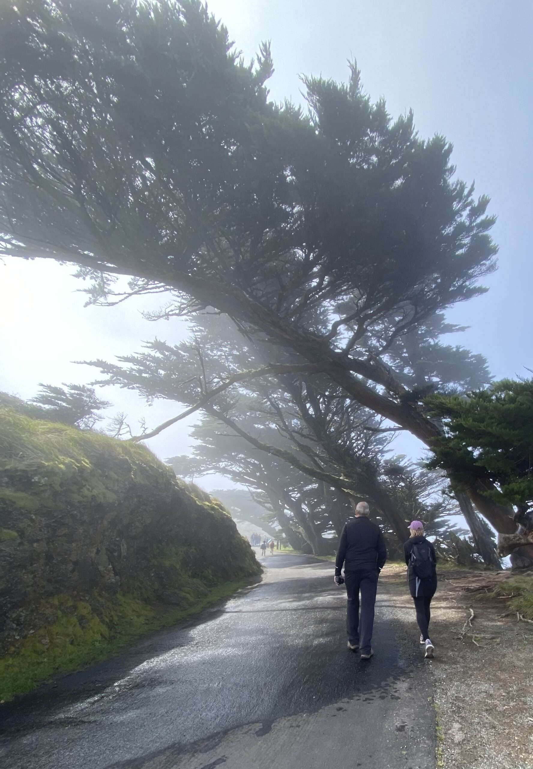 Hiking to the lighthouse through "California" cypress trees