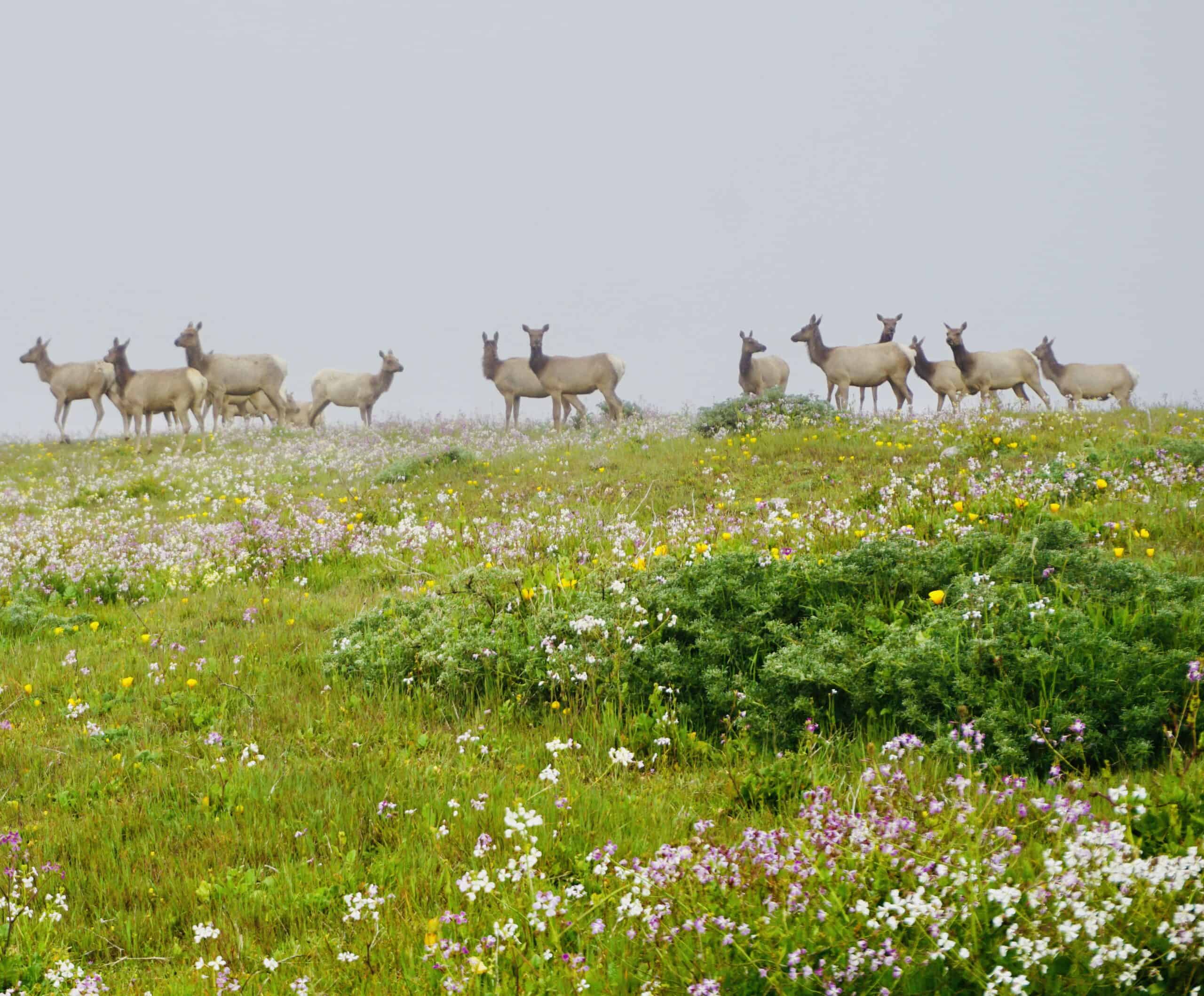 Part of the large elk herd we saw